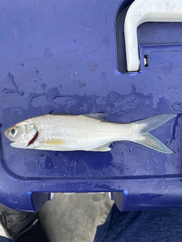 ツバメコノシロの釣果