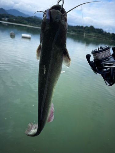 ナマズの釣果