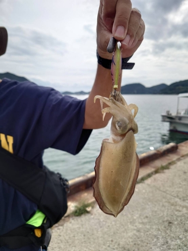 コウイカの釣果