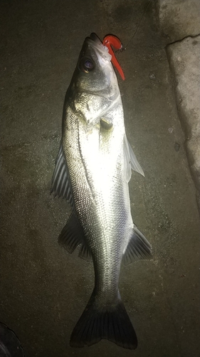 フッコ（マルスズキ）の釣果