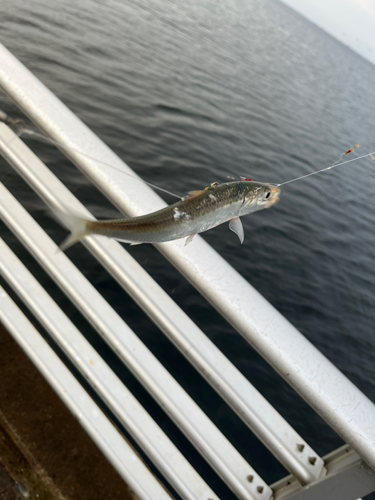 イワシの釣果