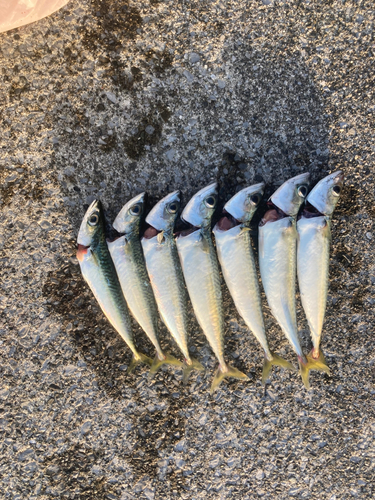 サバの釣果