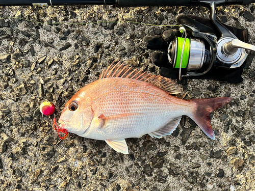 マダイの釣果