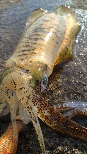 アオリイカの釣果