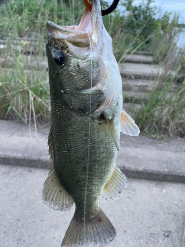 ラージマウスバスの釣果