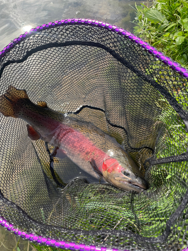 ニジマスの釣果