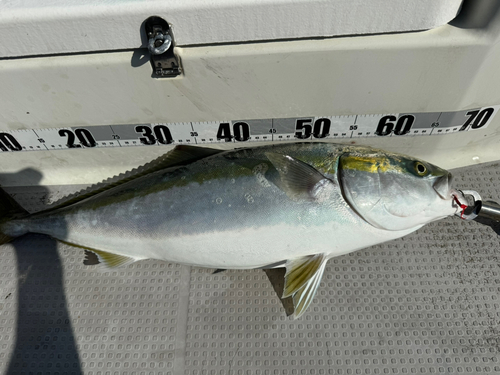 ワラサの釣果