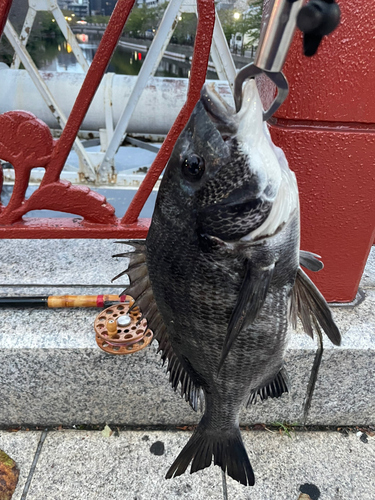 チヌの釣果