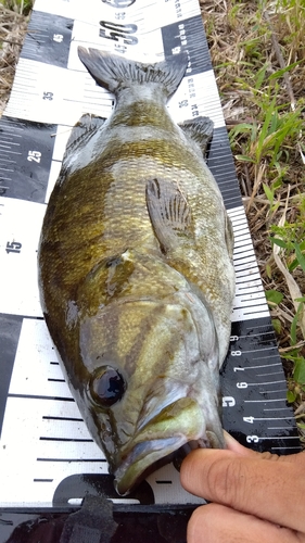 スモールマウスバスの釣果