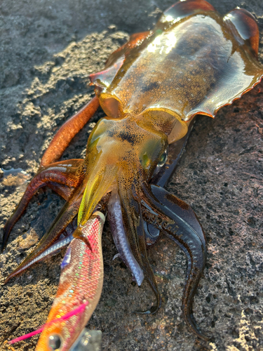 アオリイカの釣果