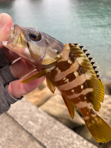 アカハタの釣果