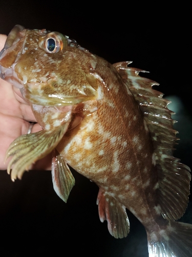 ガシラの釣果