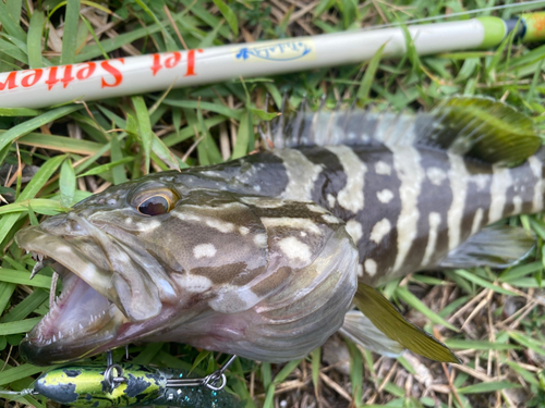 クエの釣果