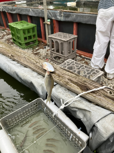 タナゴの釣果