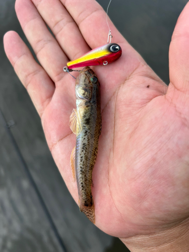 マハゼの釣果