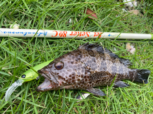 オオモンハタの釣果