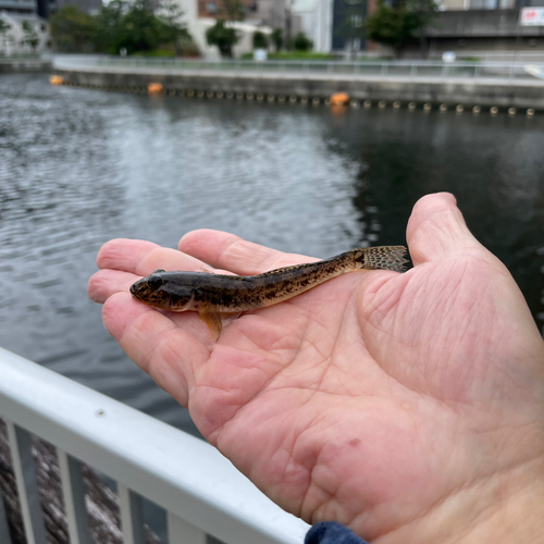 ハゼの釣果