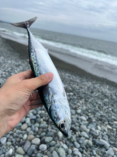 ソウダガツオの釣果