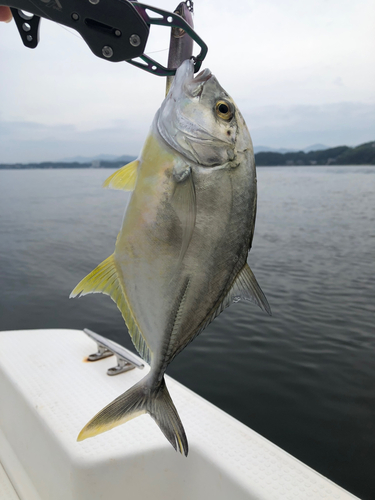 メッキの釣果