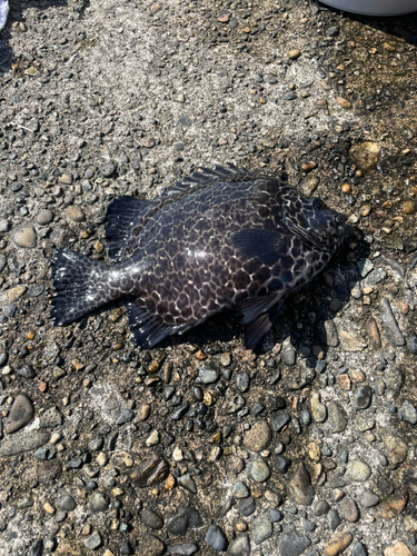 イシガキダイの釣果