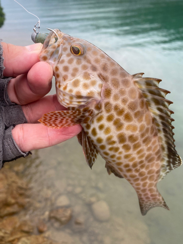 オオモンハタの釣果