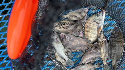 クロダイの釣果