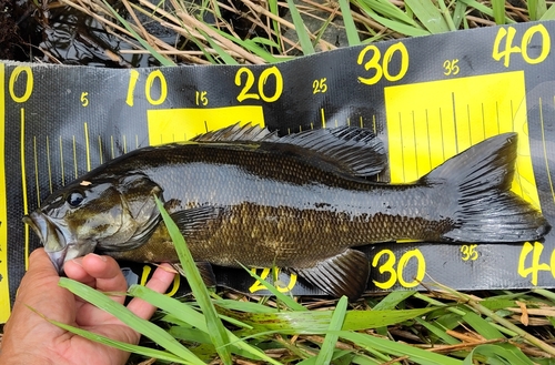 スモールマウスバスの釣果