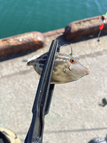 カワハギの釣果