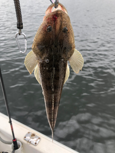 マゴチの釣果