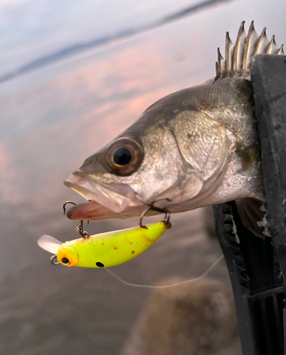 セイゴ（マルスズキ）の釣果