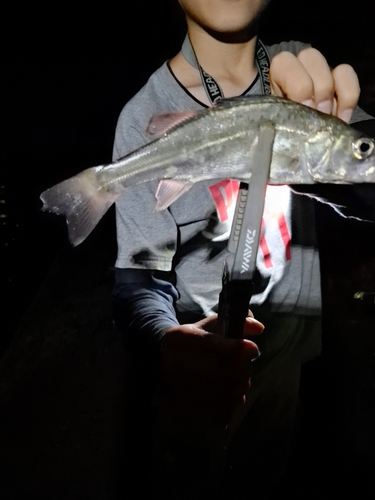 セイゴ（マルスズキ）の釣果