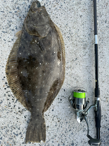 ヒラメの釣果