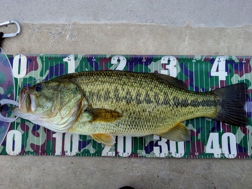 ラージマウスバスの釣果