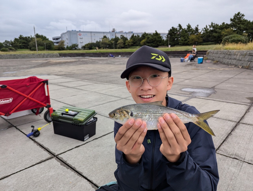 コノシロの釣果