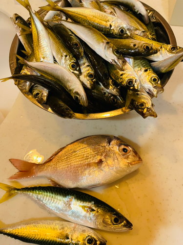 アジの釣果