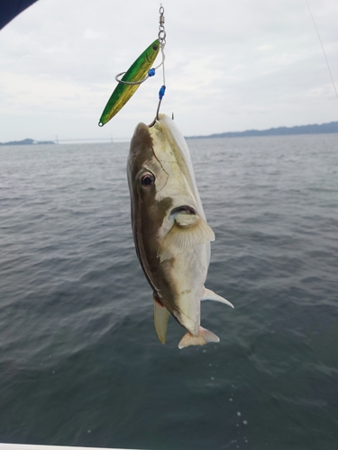 シロサバフグの釣果