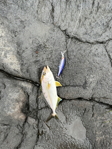 ショゴの釣果