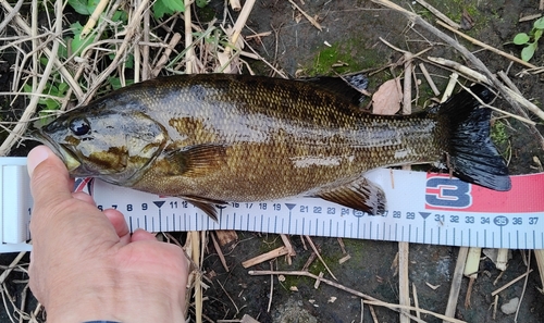 スモールマウスバスの釣果