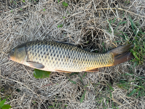 コイの釣果