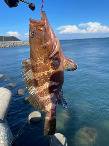 キジハタの釣果