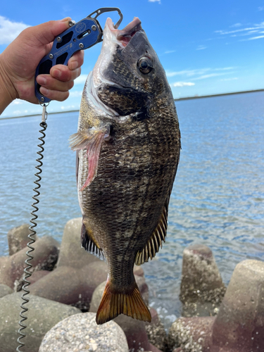 クロダイの釣果