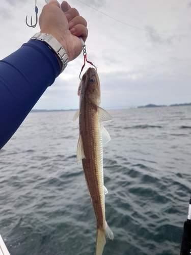 マエソの釣果