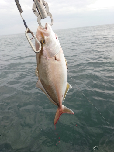 カンパチの釣果