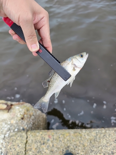 釣果