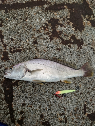 ニベの釣果