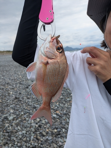 カワハギの釣果