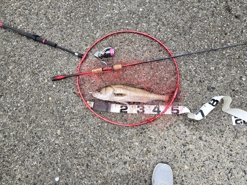 フッコ（マルスズキ）の釣果