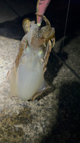 コウイカの釣果