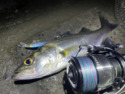 シーバスの釣果