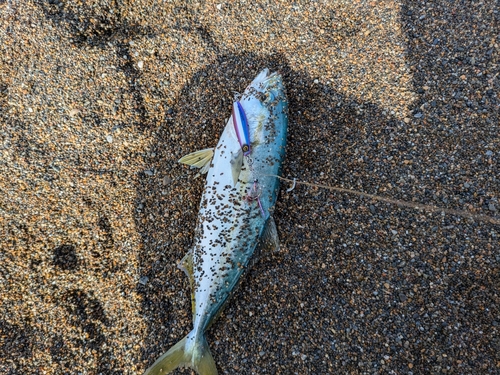 ワカシの釣果